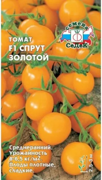 sprut-zolotoy-1-140622