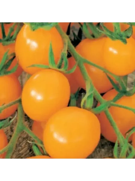 sprut-zolotoy-1-140622