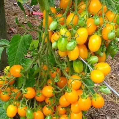 sprut-zolotoy-2-140622