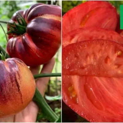 starshiy-serzhant-3-161880