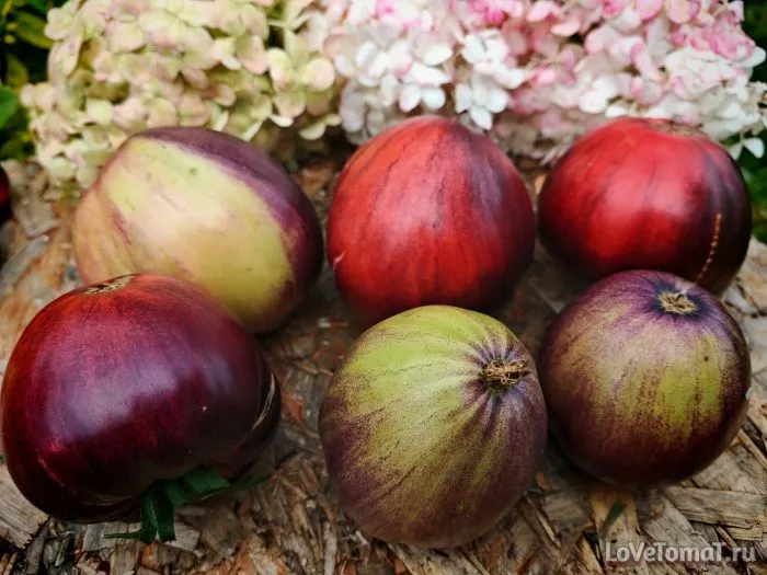 starshiy-serzhant-main-161880