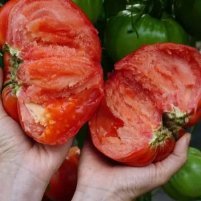 stenka-razin-main-162817