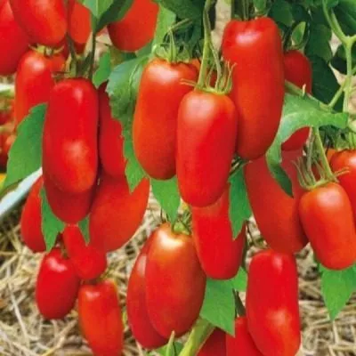 sterlyad-main-140998