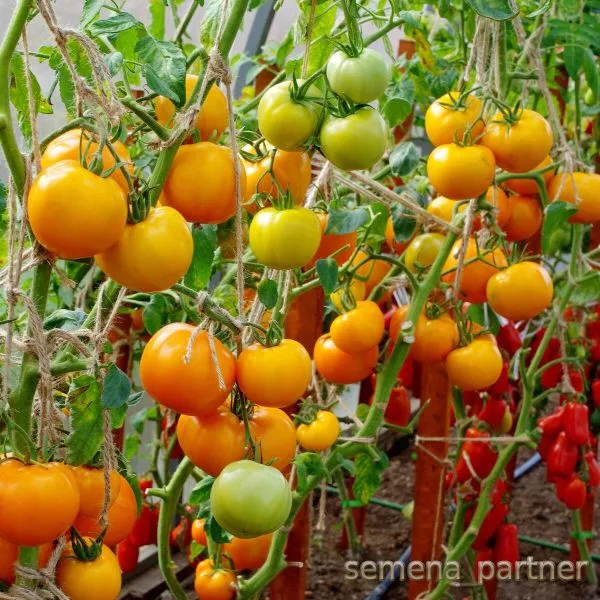 suvenir-f1-main-168498