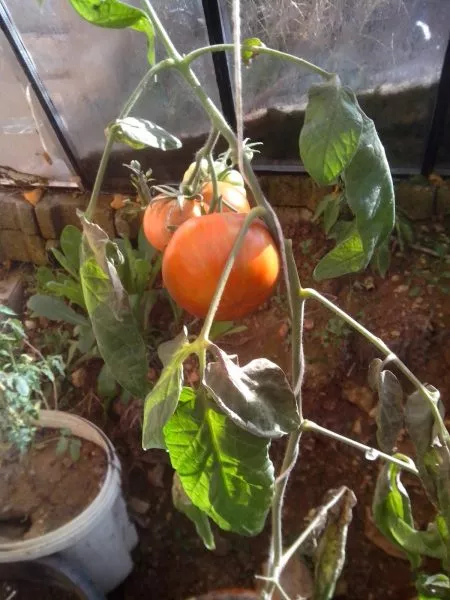 svadba-v-nebraska-10-151139