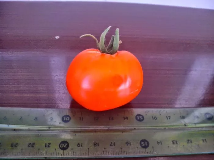 svadba-v-nebraska-11-151139