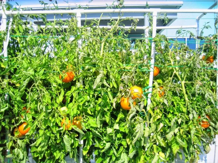 svadba-v-nebraska-3-151139