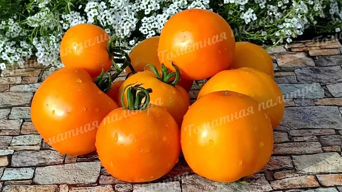 svadba-v-nebraska-4-151139