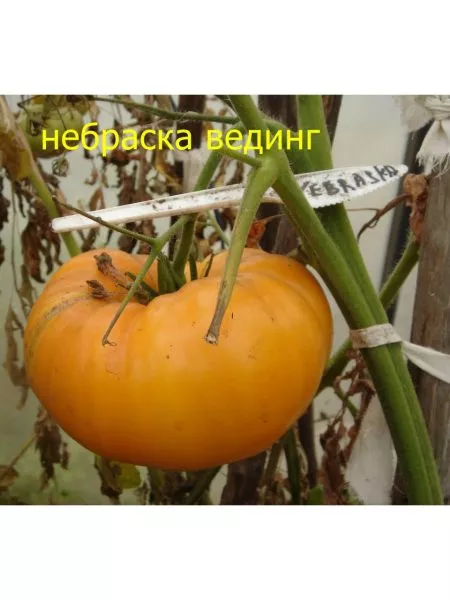 svadba-v-nebraska-5-151139