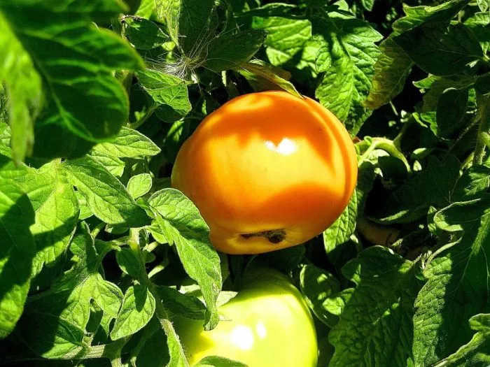 svadba-v-nebraska-7-151139