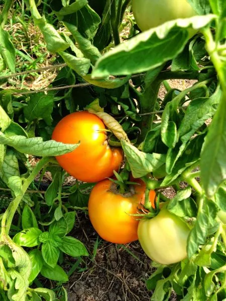 svadba-v-nebraska-8-151139