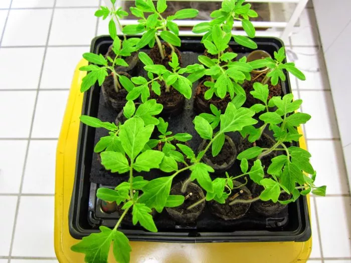 svadba-v-nebraska-9-151139