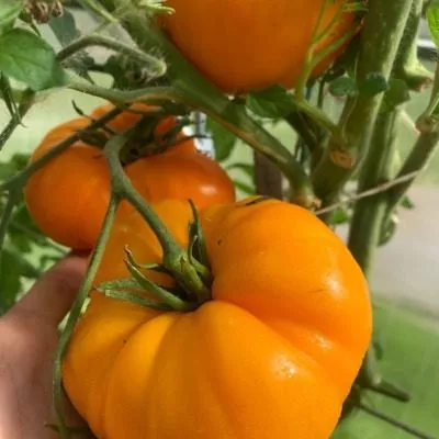 svadba-v-nebraska-main-151139