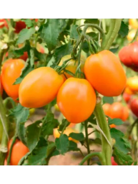 taezhnoe-zoloto-1-152378