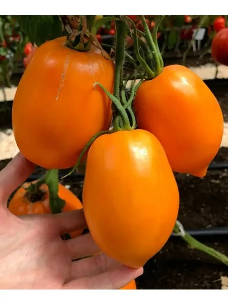 taezhnoe-zoloto-4-152378