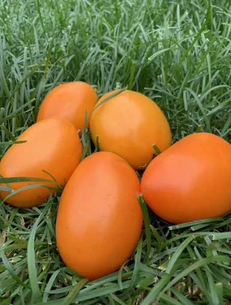 taezhnoe-zoloto-5-152378