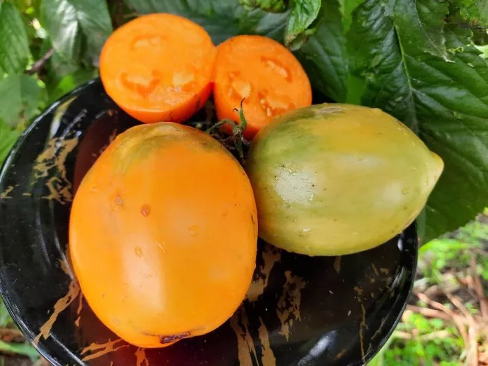 taezhnoe-zoloto-main-152378