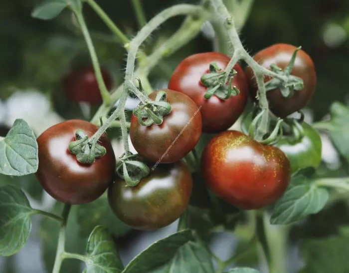 taynyy-igrok-2-156900