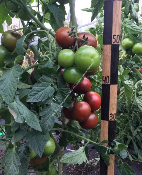 taynyy-igrok-5-156900