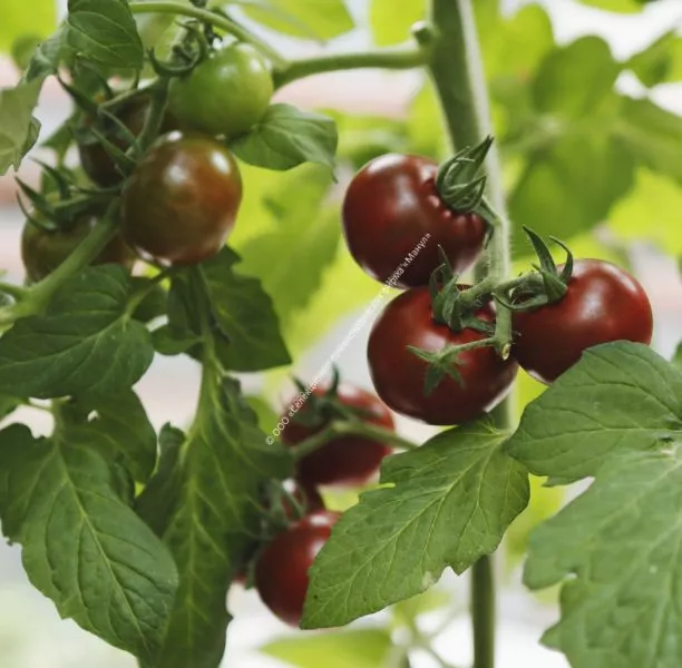 taynyy-igrok-6-156900