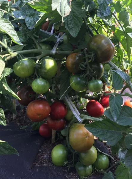 taynyy-igrok-8-156900