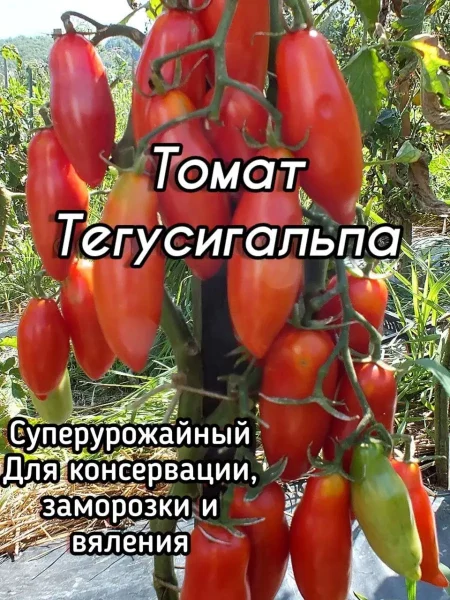 tegusigalpa-10-152581