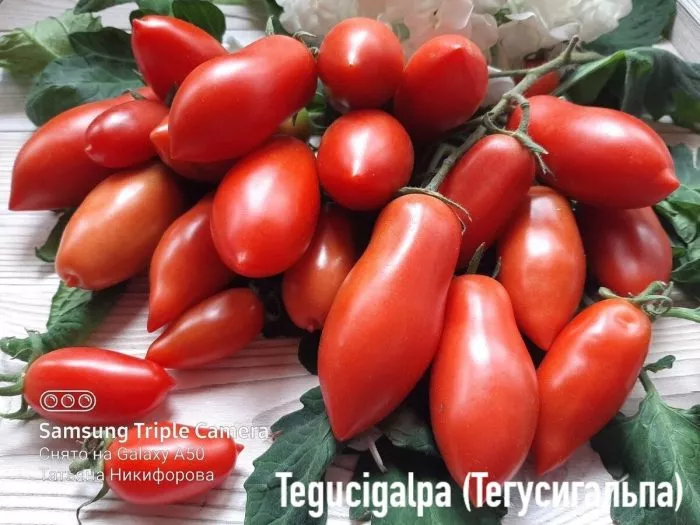 tegusigalpa-4-152581