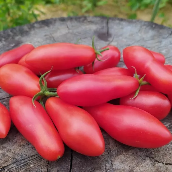 tegusigalpa-main-152581