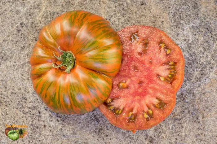 temnye-polosy-sigelya-1-168452