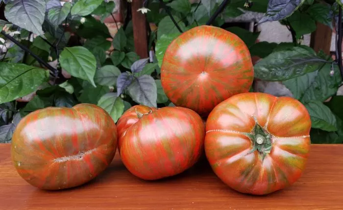 temnye-polosy-sigelya-10-168452