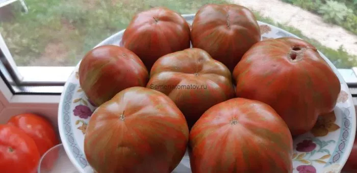 temnye-polosy-sigelya-11-168452