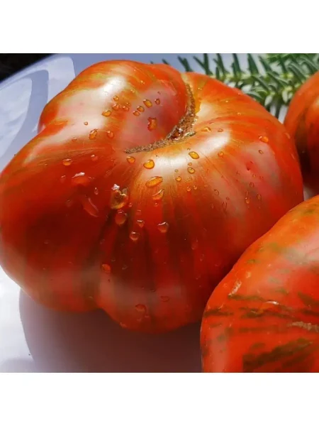 temnye-polosy-sigelya-2-168452