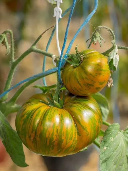 temnye-polosy-sigelya-3-168452