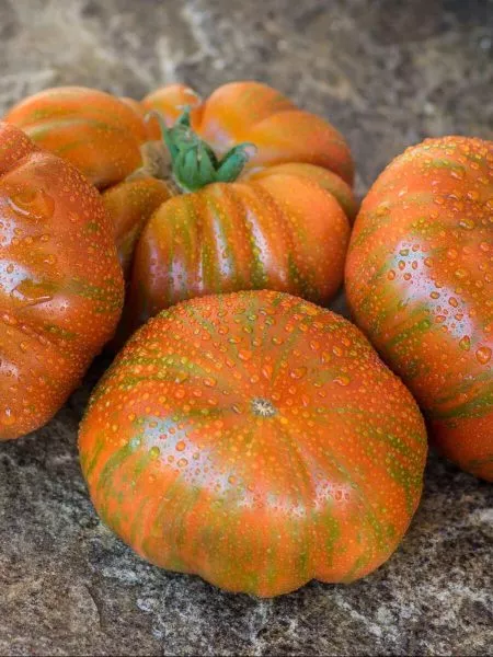 temnye-polosy-sigelya-4-168452