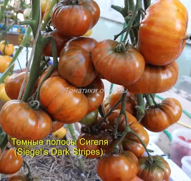 temnye-polosy-sigelya-8-168452