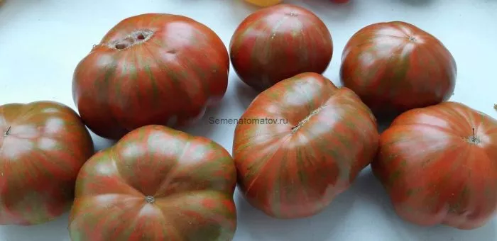 temnye-polosy-sigelya-9-168452