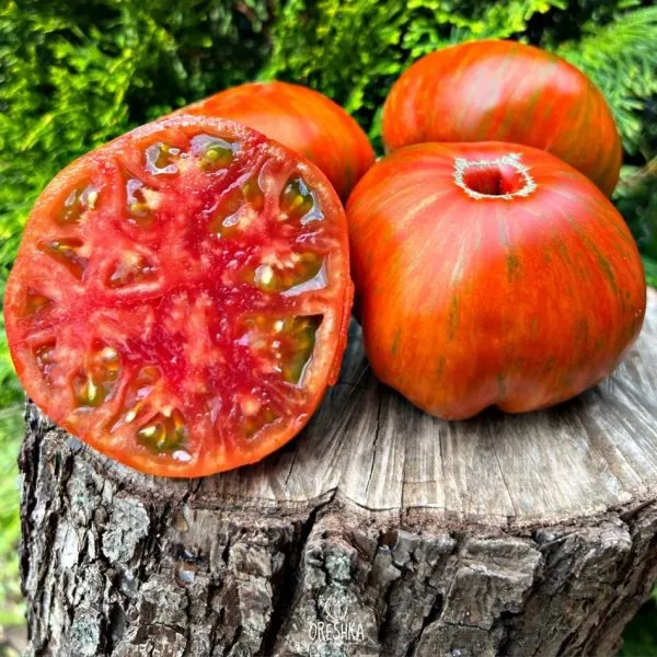 temnye-polosy-sigelya-main-168452