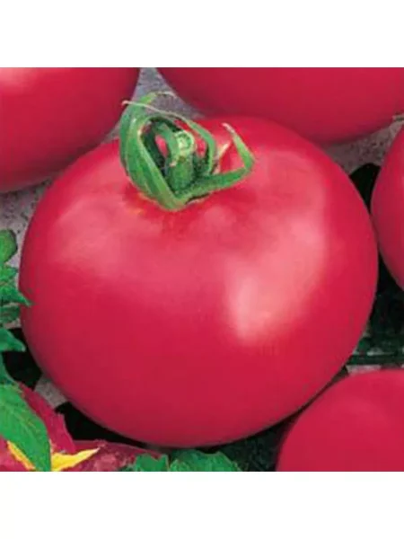 titan-rozovyy-3-163694