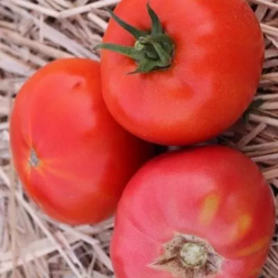 titan-rozovyy-4-163694