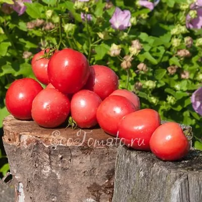 titan-rozovyy-5-163694