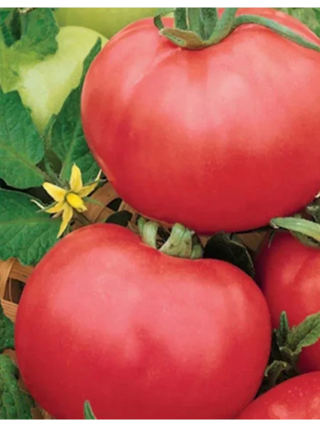 titan-rozovyy-main-163694