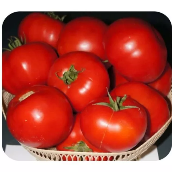 tmag-666-main-152575