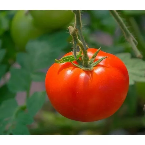 tolstushka-main-139528