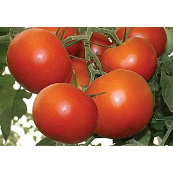 tolstyy-sosed-1-137402