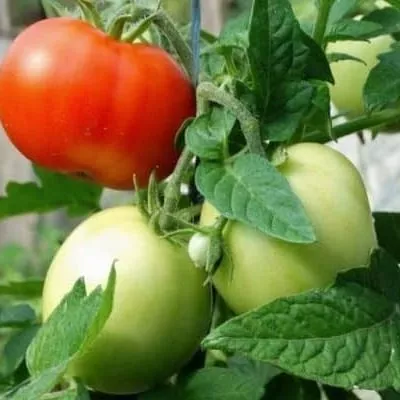 tolstyy-sosed-3-137402