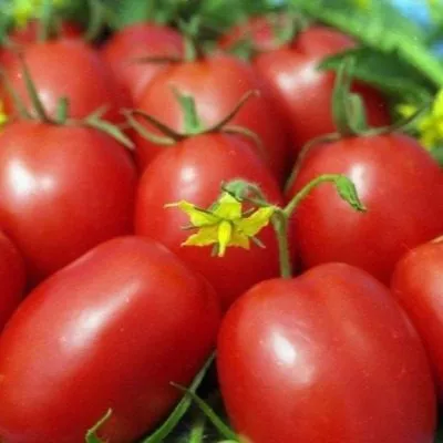 trans-rio-main-141174