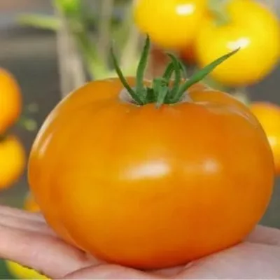 tropikanka-main-157844