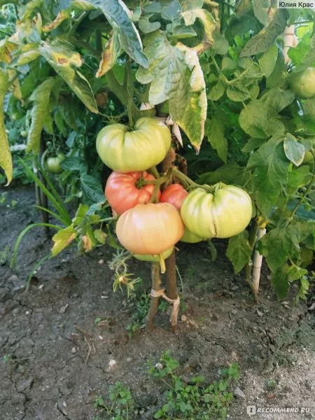 tsarskiy-podarok-2-143135