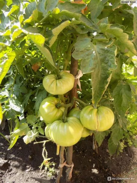 tsarskiy-podarok-4-143135