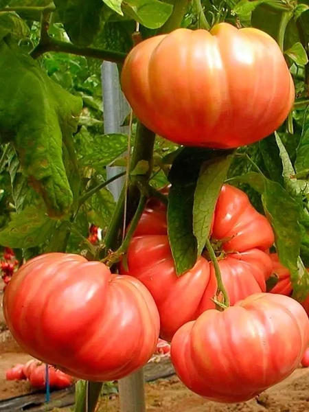 tsarskiy-podarok-main-143135